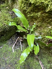 Asplenium scolopendrium