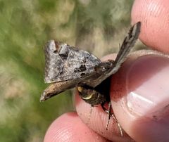 Euclidia ardita