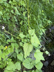 Alliaria petiolata