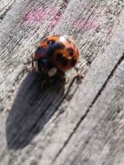 Harmonia axyridis