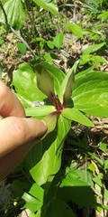 Trillium viride
