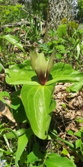 Trillium viride