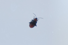 Disonycha xanthomelas