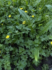 Ranunculus repens