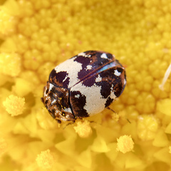 Anthrenus isabellinus