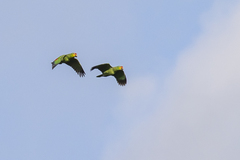 Amazona autumnalis autumnalis