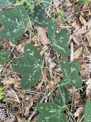 Passiflora lutea
