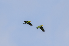 Amazona autumnalis autumnalis
