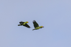 Amazona autumnalis autumnalis