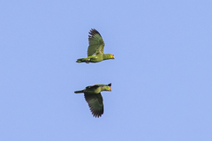 Amazona autumnalis autumnalis