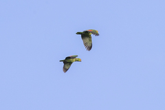 Amazona autumnalis autumnalis