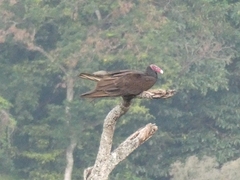 Cathartes aura