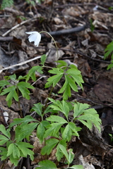 Anemonoides nemorosa