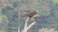 Cathartes aura