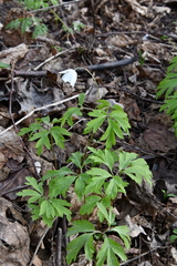 Anemonoides nemorosa