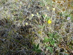 Potentilla arenosa