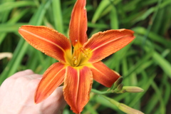 Hemerocallis fulva