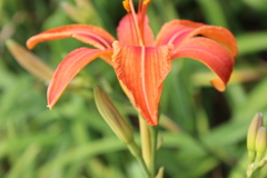 Hemerocallis fulva