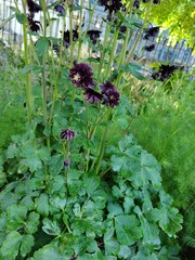 Aquilegia