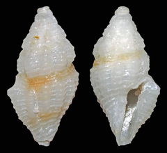 Lienardia