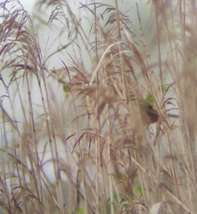 Acrocephalus schoenobaenus