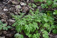 Corydalis solida