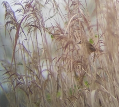 Acrocephalus schoenobaenus