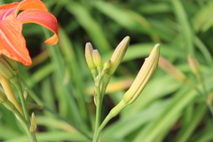 Hemerocallis fulva