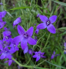 Campanula patula