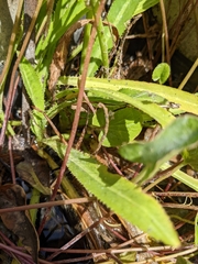 Eryngium foetidum