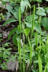 Carex pilosa