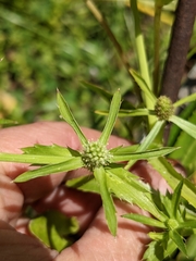 Eryngium foetidum