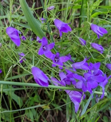 Campanula patula