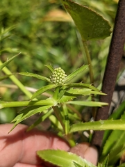 Eryngium foetidum