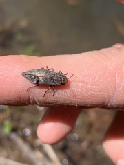 Dicerca lurida