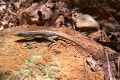 Anolis mariarum