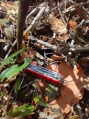 Ototylomys phyllotis