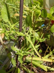 Eryngium foetidum