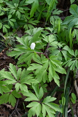 Anemonoides nemorosa