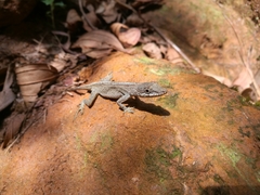 Anolis mariarum
