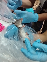 Ototylomys phyllotis