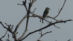 Eumomota superciliosa