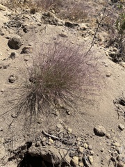 Muhlenbergia microsperma