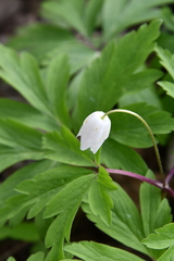 Anemonoides nemorosa