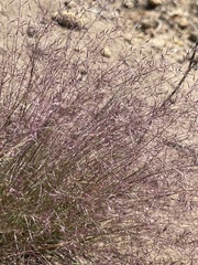Muhlenbergia microsperma