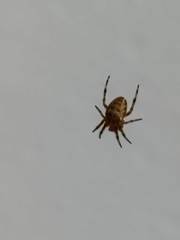 Araneus diadematus