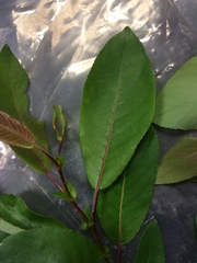 Salix pseudomonticola