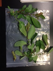 Salix pseudomonticola