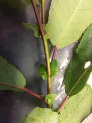 Salix pseudomonticola