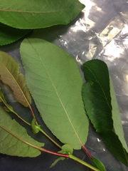 Salix pseudomonticola